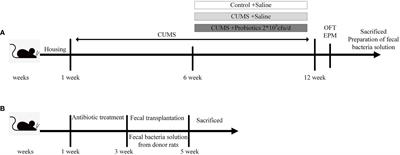 Gut microbiota decreased inflammation induced by chronic unpredictable mild stress through affecting NLRP3 inflammasome